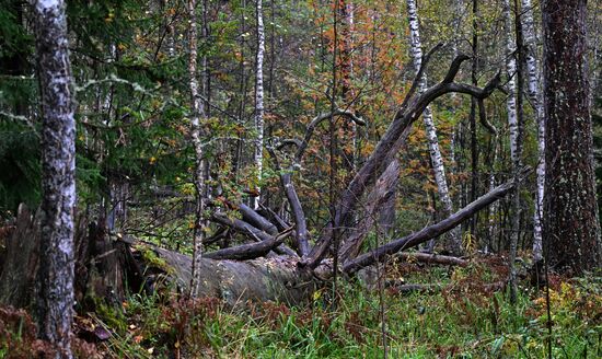 Russia Environment