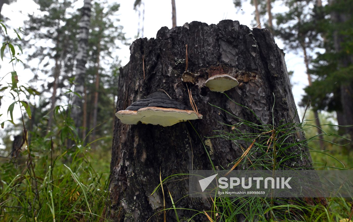 Russia Environment