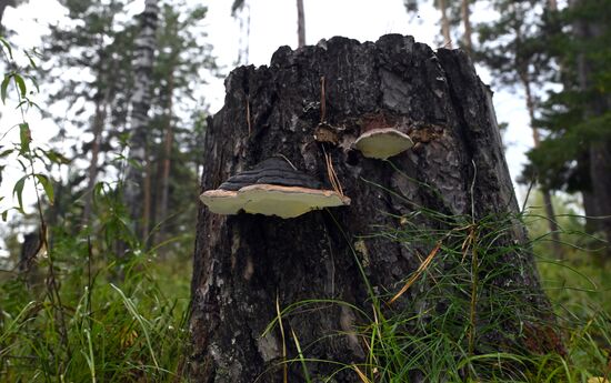 Russia Environment