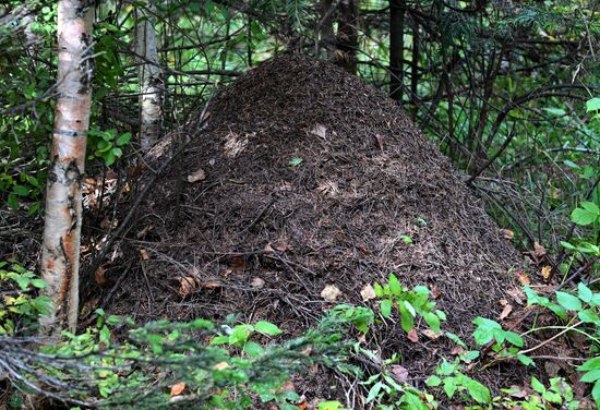 Russia Environment