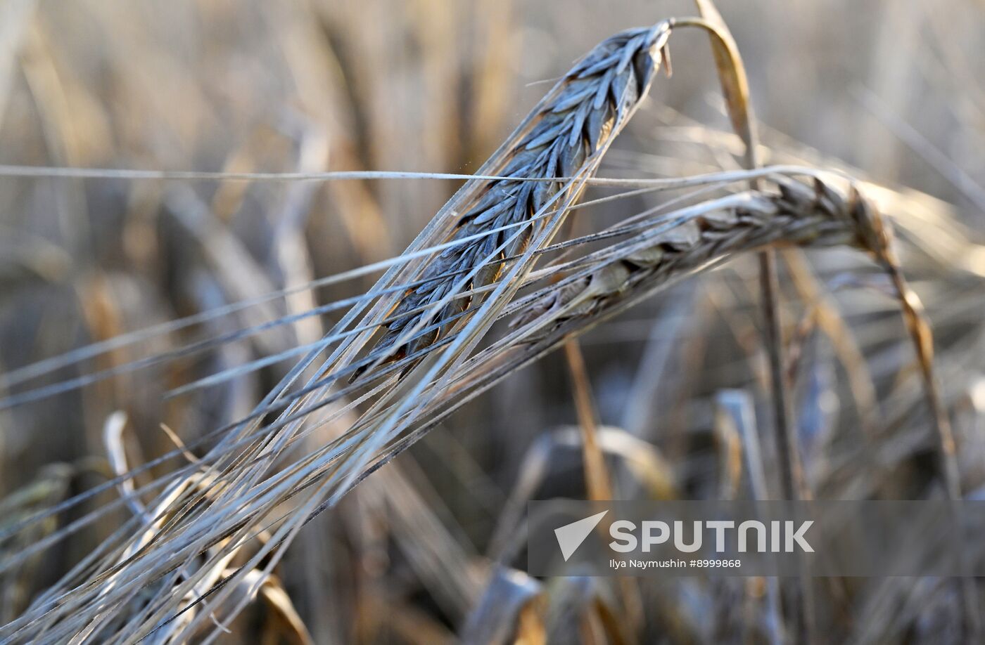 Russia Agriculture Barley Harvesting