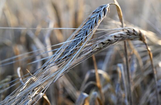 Russia Agriculture Barley Harvesting