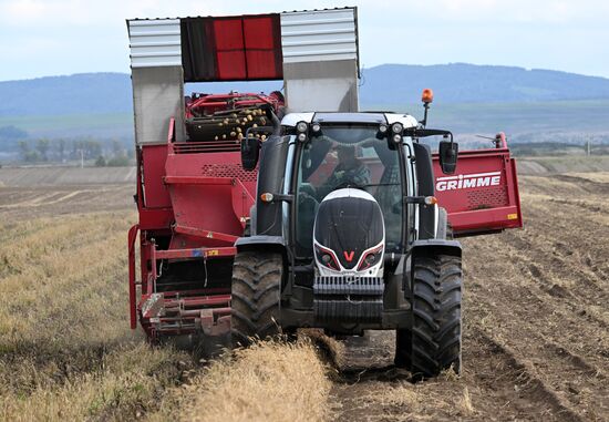 Russia Agriculture Potato Harvesting
