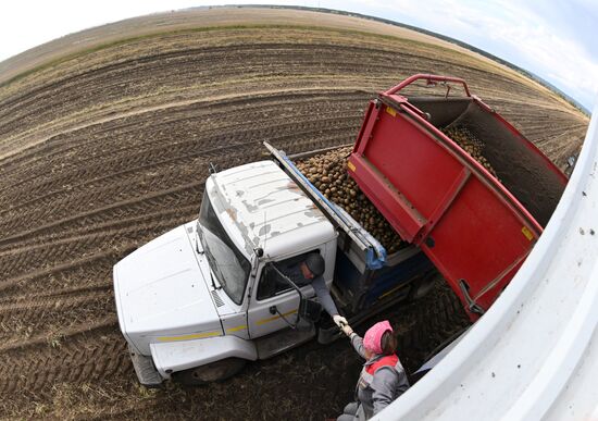 Russia Agriculture Potato Harvesting