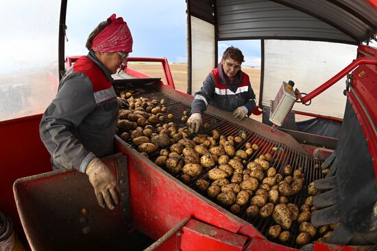 Russia Agriculture Potato Harvesting