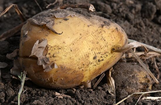 Russia Agriculture Potato Harvesting