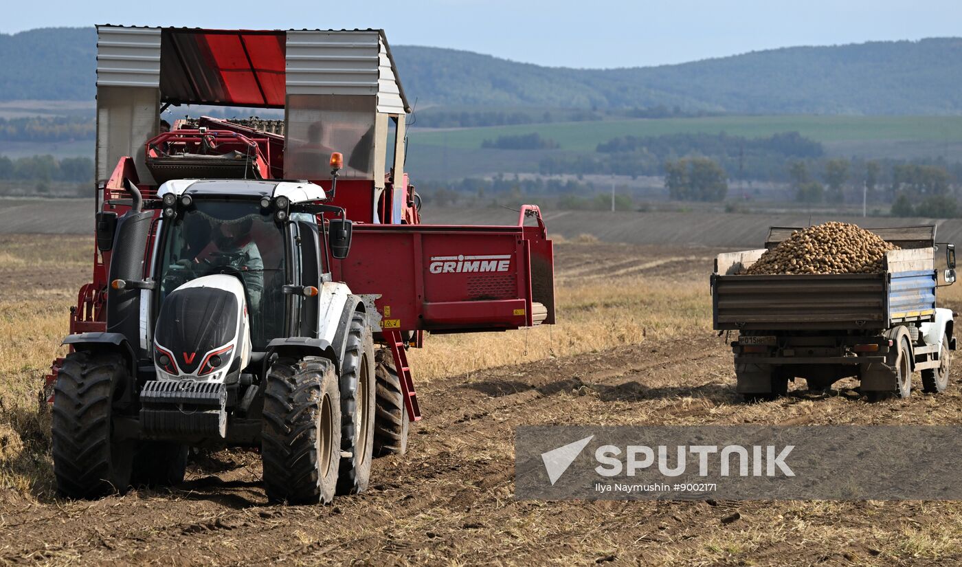 Russia Agriculture Potato Harvesting