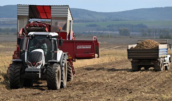 Russia Agriculture Potato Harvesting