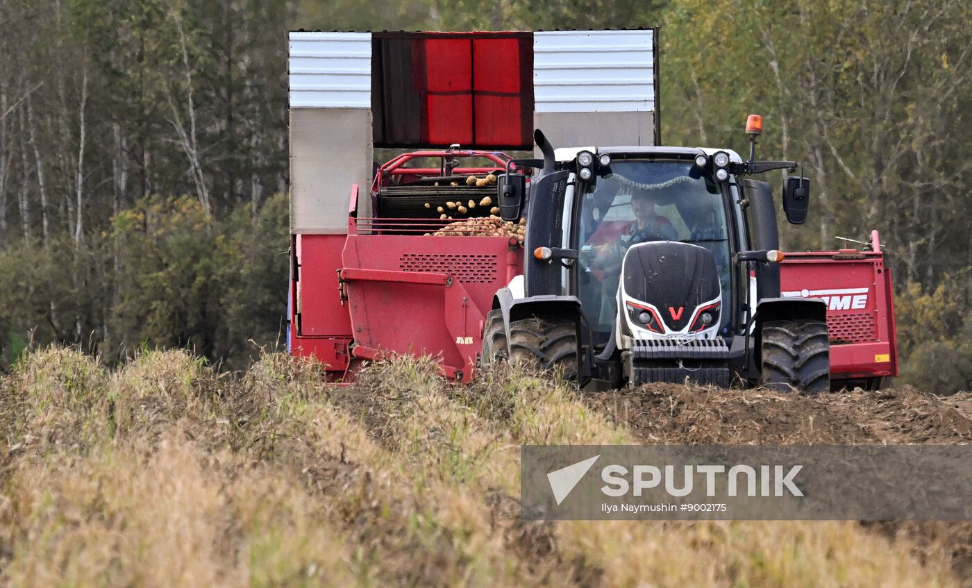 Russia Agriculture Potato Harvesting