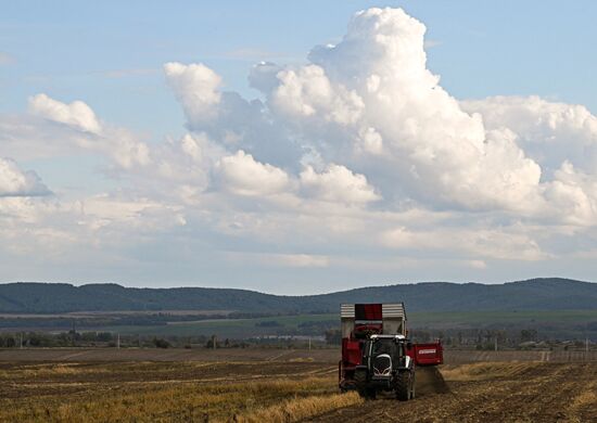 Russia Agriculture Potato Harvesting