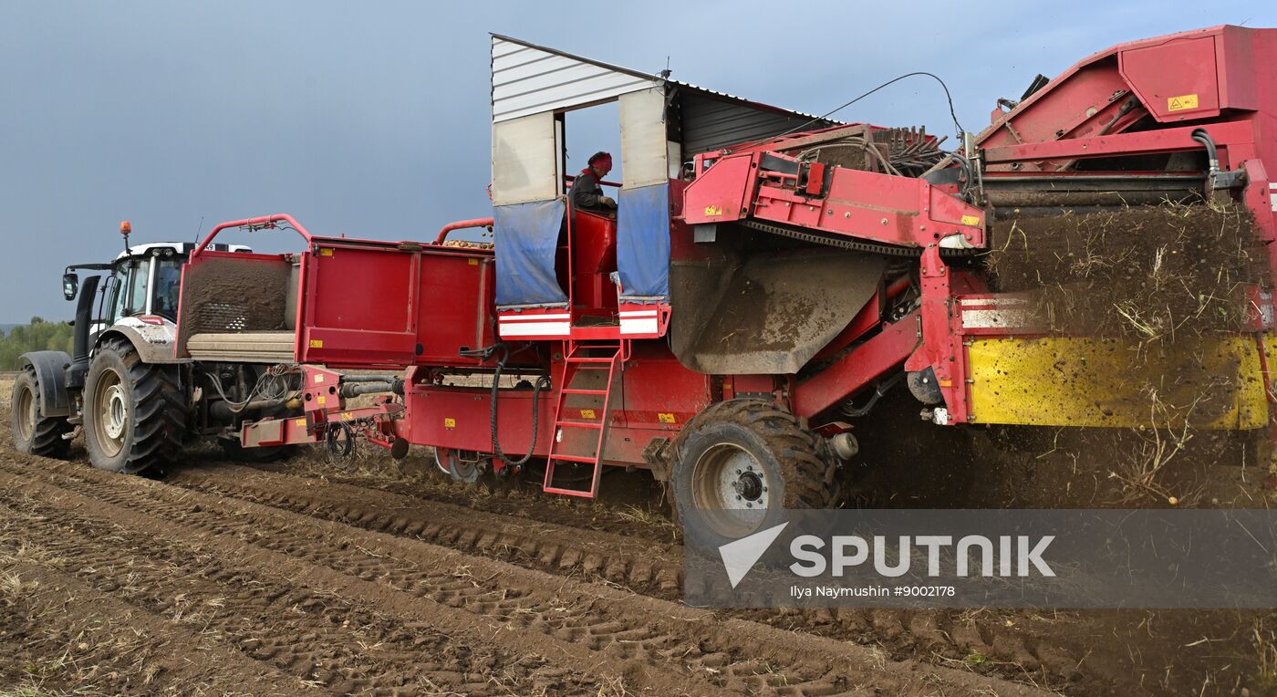 Russia Agriculture Potato Harvesting