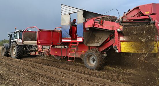 Russia Agriculture Potato Harvesting