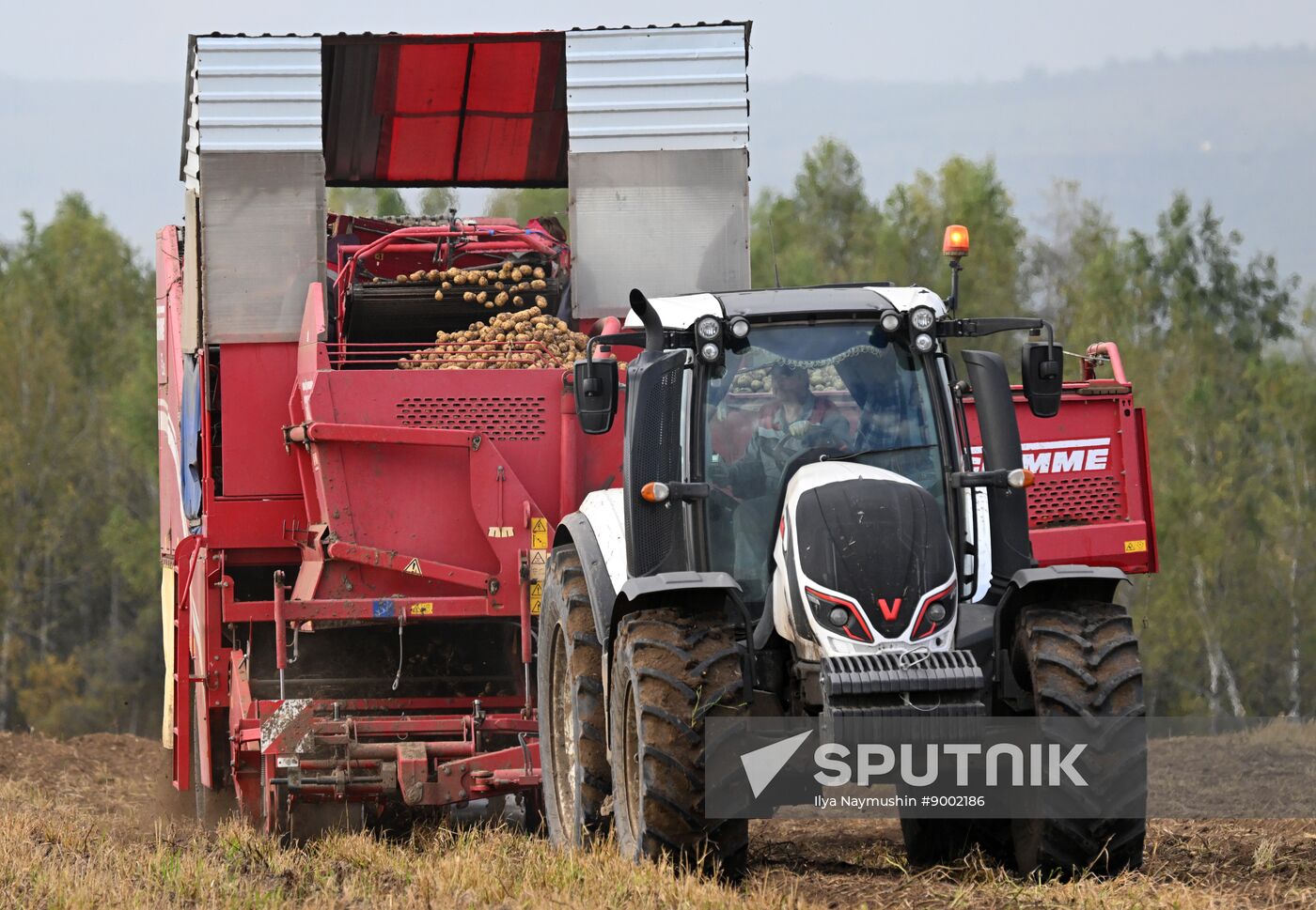 Russia Agriculture Potato Harvesting