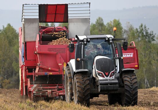 Russia Agriculture Potato Harvesting