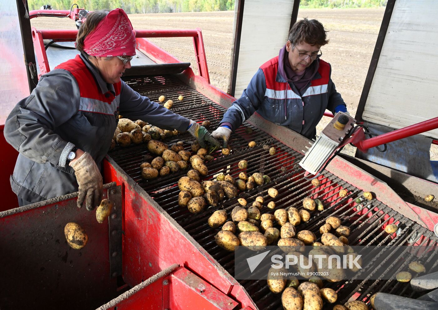Russia Agriculture Potato Harvesting