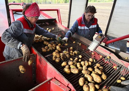 Russia Agriculture Potato Harvesting
