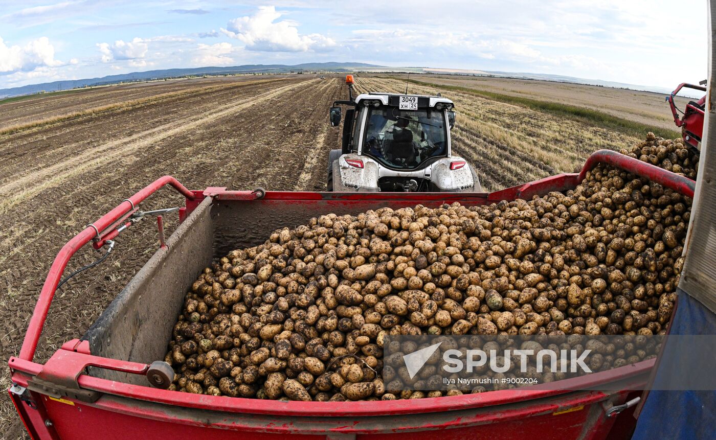 Russia Agriculture Potato Harvesting
