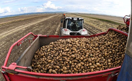 Russia Agriculture Potato Harvesting