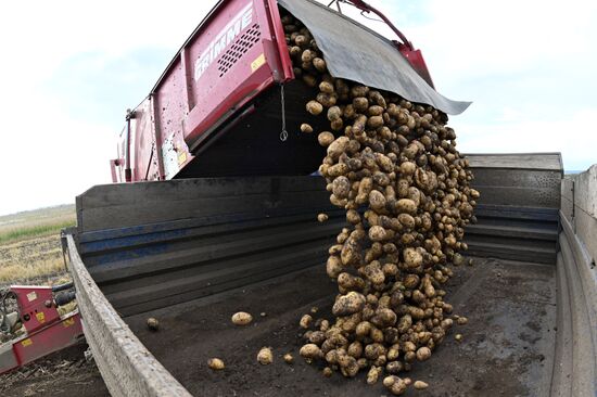 Russia Agriculture Potato Harvesting