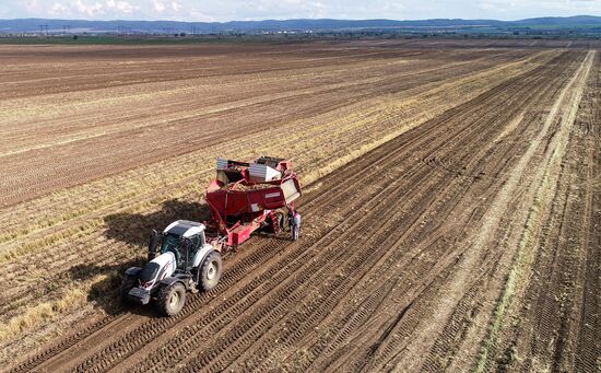 Russia Agriculture Potato Harvesting