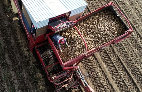 Russia Agriculture Potato Harvesting