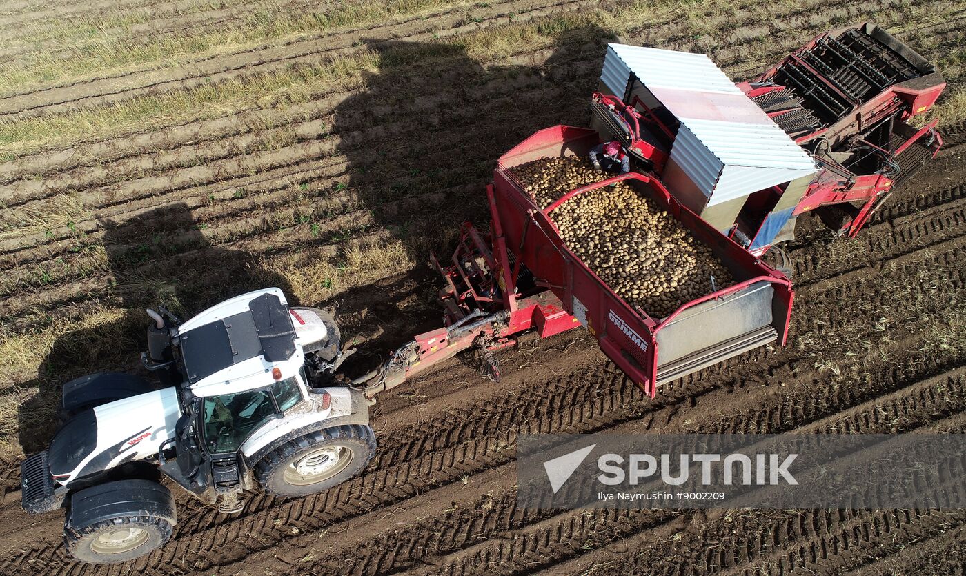 Russia Agriculture Potato Harvesting