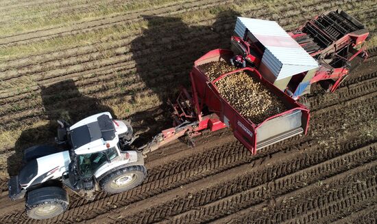 Russia Agriculture Potato Harvesting