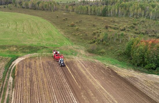 Russia Agriculture Potato Harvesting