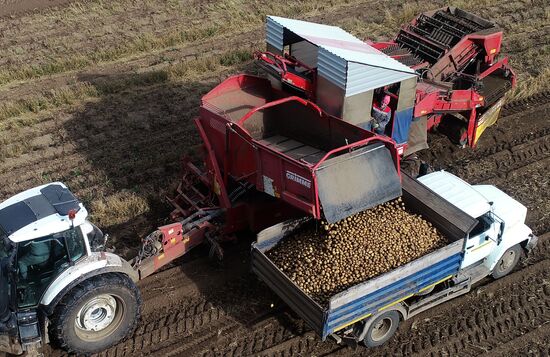 Russia Agriculture Potato Harvesting