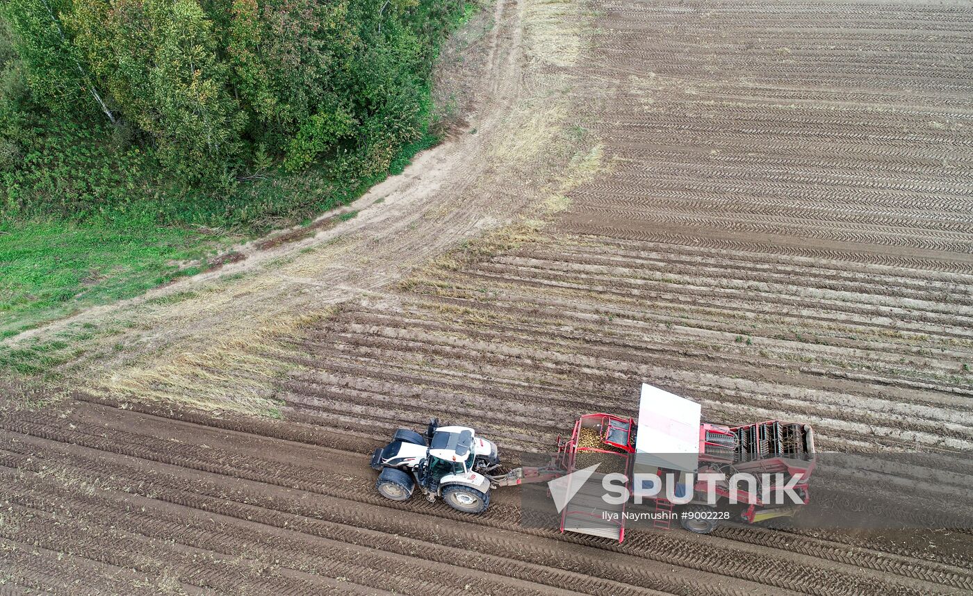 Russia Agriculture Potato Harvesting