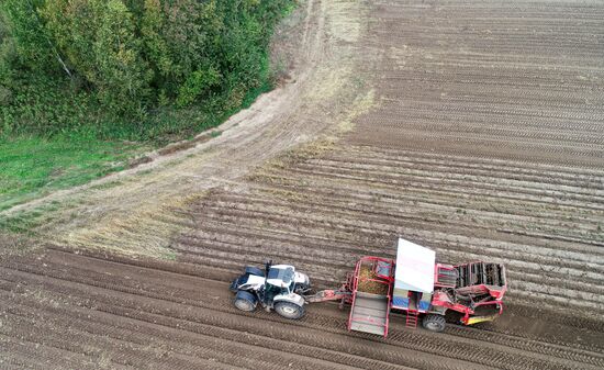 Russia Agriculture Potato Harvesting