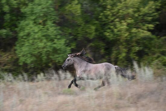 Russia Crimea Tourism