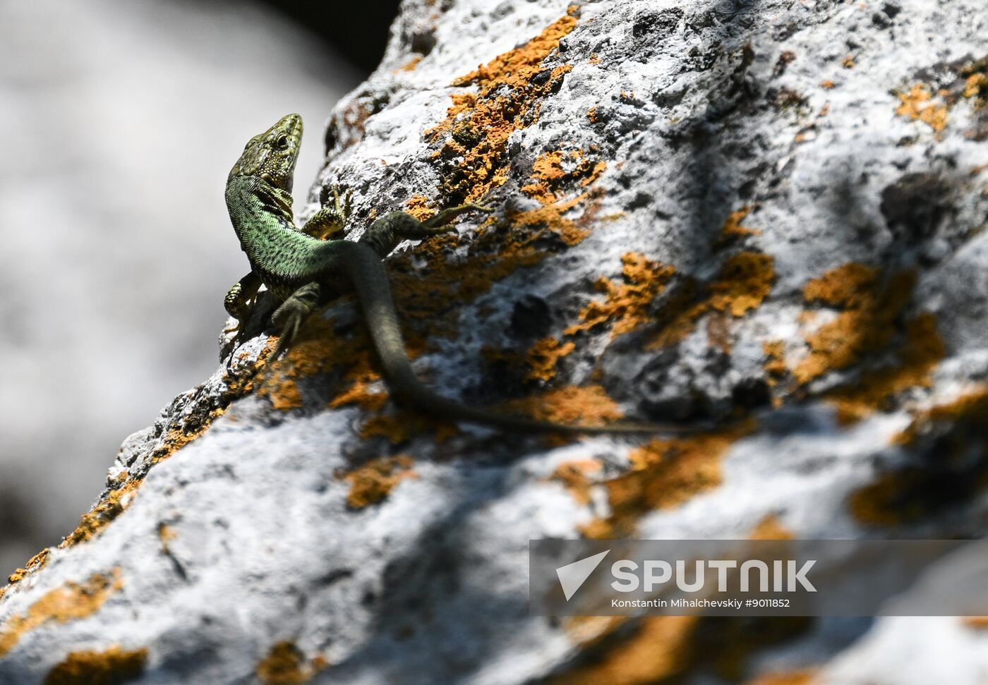 Russia Crimea Tourism