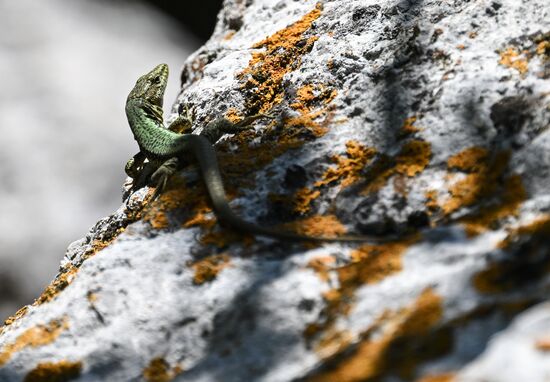 Russia Crimea Tourism