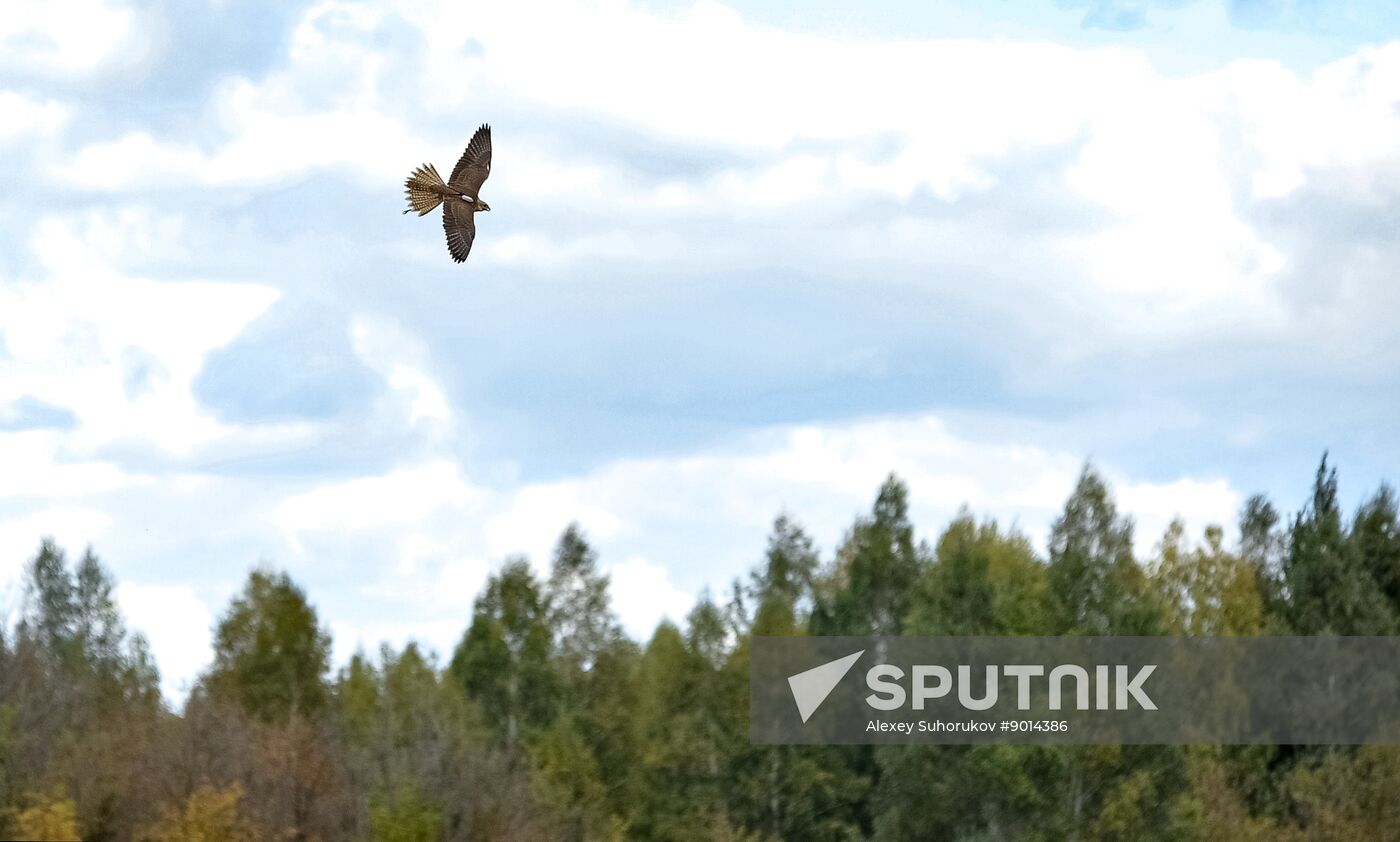 Russia Falconers Gathering