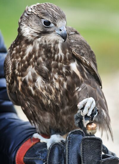 Russia Falconers Gathering