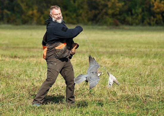 Russia Falconers Gathering