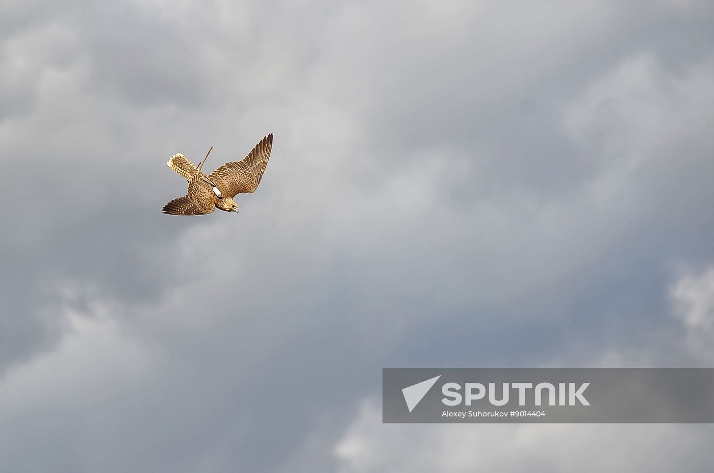 Russia Falconers Gathering