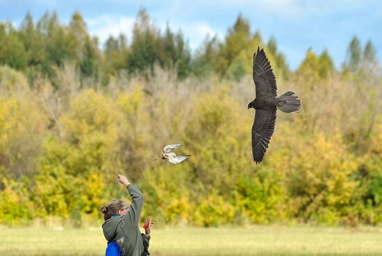 Russia Falconers Gathering