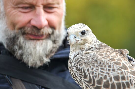 Russia Falconers Gathering