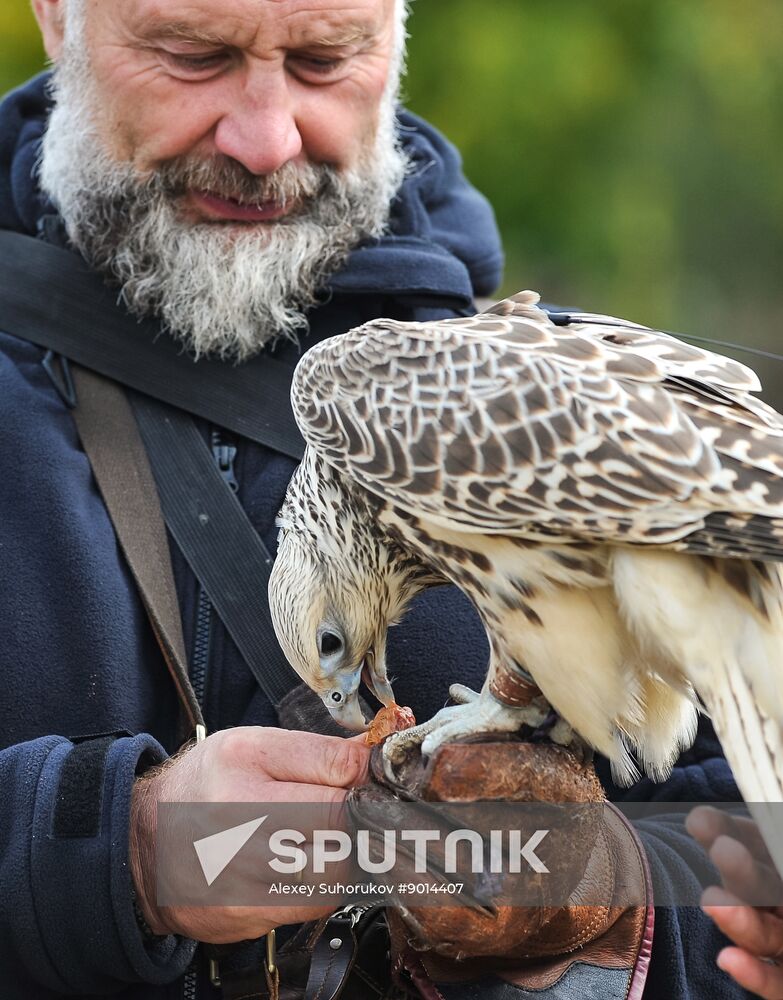 Russia Falconers Gathering