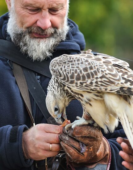 Russia Falconers Gathering