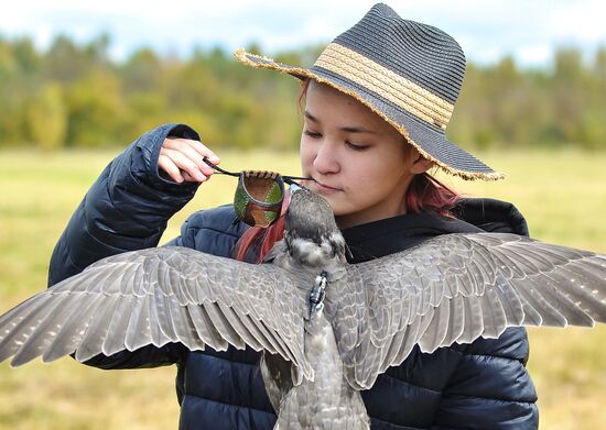 Russia Falconers Gathering