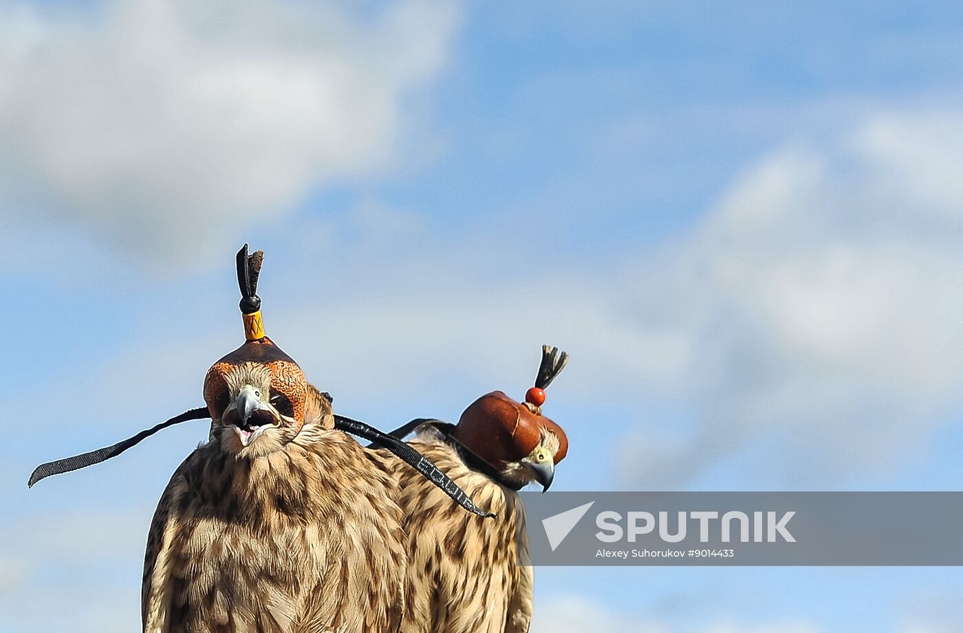 Russia Falconers Gathering