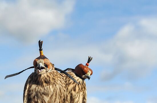 Russia Falconers Gathering