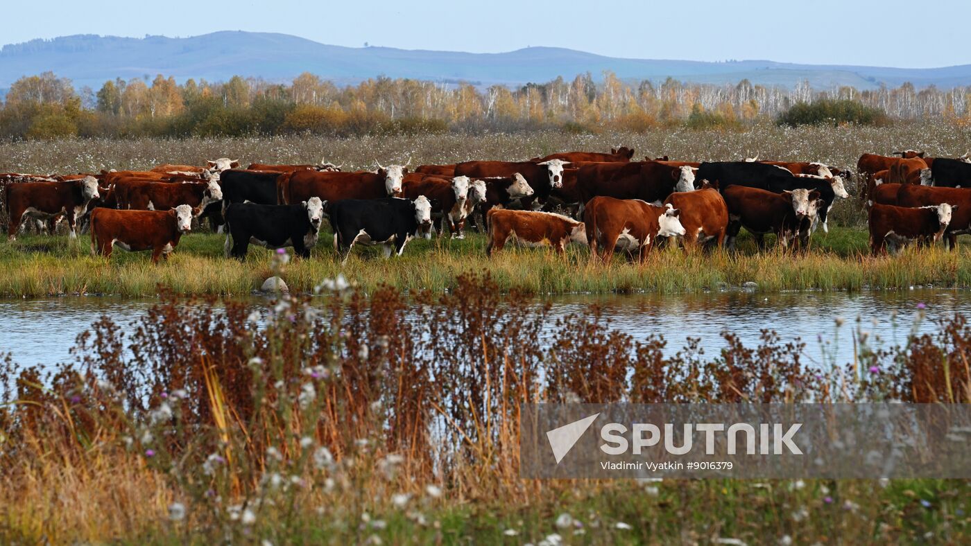 Russia Environment