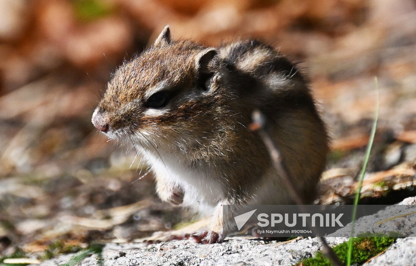 Russia Tourism Stolby Nature Reserve