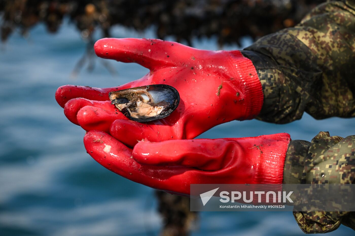 Russia Crimea Aquaculture
