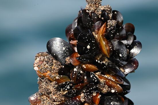 Russia Crimea Aquaculture
