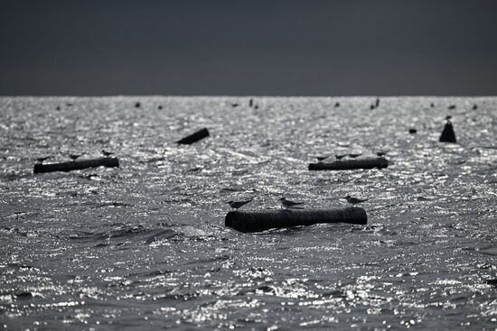 Russia Crimea Aquaculture